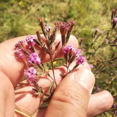 Stevia