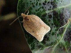 Acleris affinatana