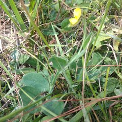 Crotalaria rotundifolia
