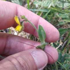 Crotalaria rotundifolia
