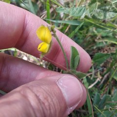 Crotalaria rotundifolia