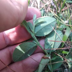 Crotalaria rotundifolia