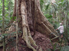 Xanthostemon whitei