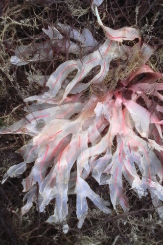 Representative image of Stenogramma