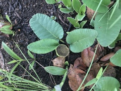 Dorstenia brasiliensis