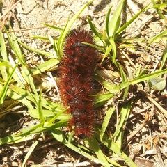 Spilosomina