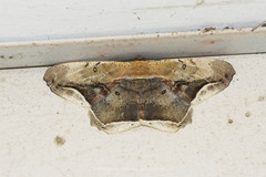 Chorodna metaphaearia