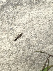 Myodocha serripes