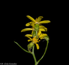 Senecio durangensis atrapiculatus