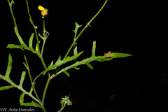 Senecio durangensis atrapiculatus