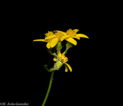 Senecio durangensis atrapiculatus