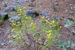 Senecio durangensis atrapiculatus
