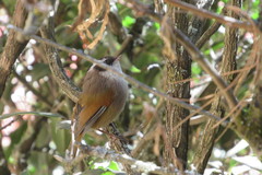 Fulvetta vinipectus