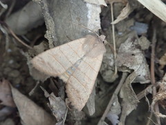 Eupsilia quadrilinea