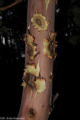 Arbutus bicolor