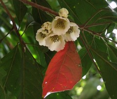 Elaeocarpus bancroftii