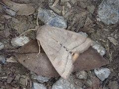 Orbona fragariae