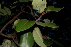 Arbutus madrensis