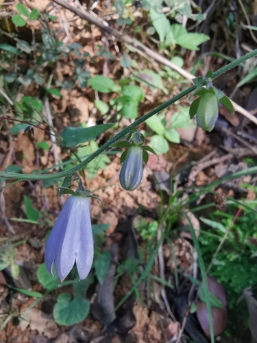 Adenophora stricta iNat (3)