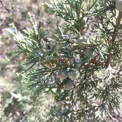 Juniperus deppeana deppeana