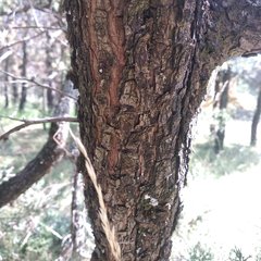 Juniperus deppeana deppeana