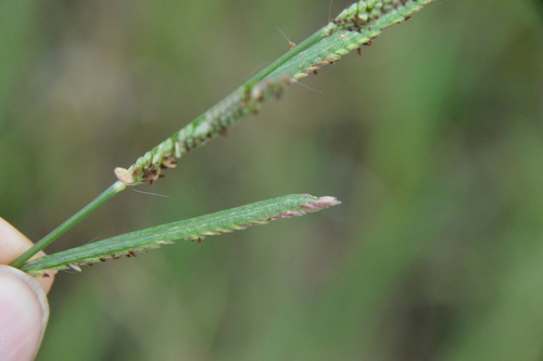 Image of Paspalum denticulatum by (c) Dan Johnson, some rights reserved (CC BY)