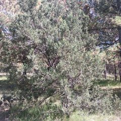 Juniperus deppeana deppeana