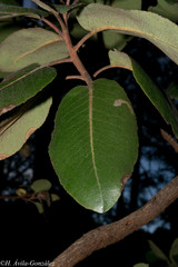 Arbutus madrensis
