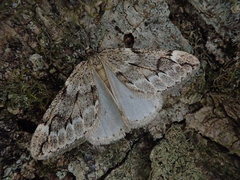 Alsophiloides acroama