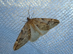 Alsophiloides acroama