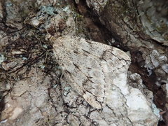 Alsophiloides acroama