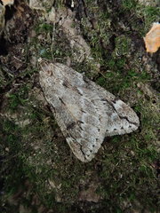 Alsophiloides acroama