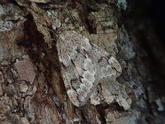 Alsophiloides acroama