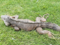 Iguana iguana
