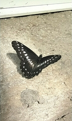 Catasticta flisa flisa