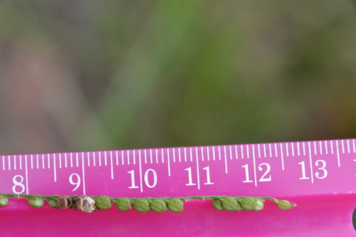 Image of Paspalum laeve by (c) Dan Johnson, some rights reserved (CC BY)
