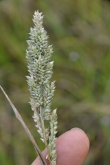 Echinochloa crus-pavonis