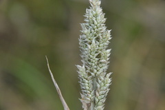 Echinochloa crus-pavonis
