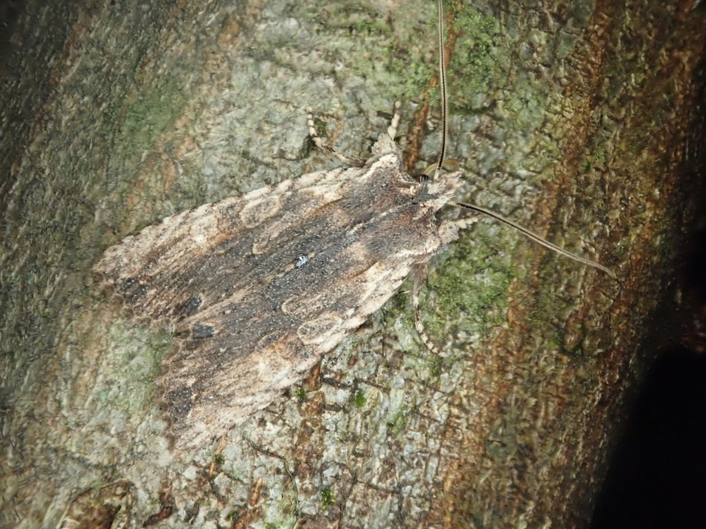 Lithophane rosinae