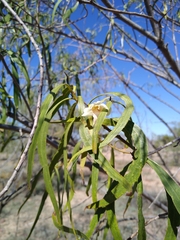 Eremophila bignoniiflora