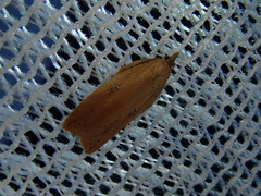 Acleris longipalpana