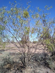 Eremophila bignoniiflora