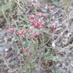 Pseudognaphalium roseum