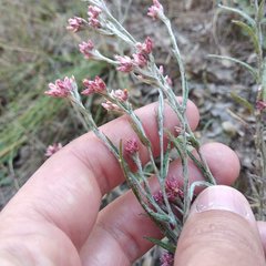Pseudognaphalium roseum