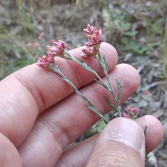 Pseudognaphalium roseum