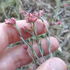 Pseudognaphalium roseum