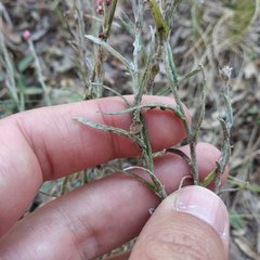 Pseudognaphalium roseum