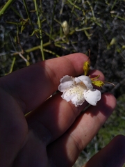 Eremophila polyclada
