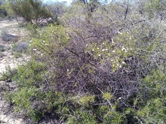Eremophila polyclada
