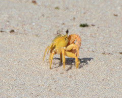 Ocypode convexa
